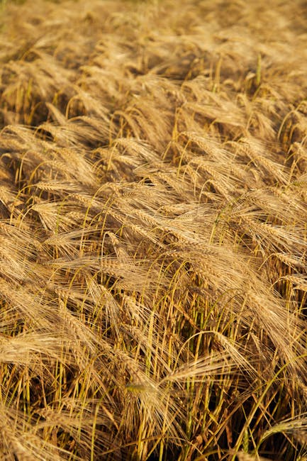 Summer's Sweetest Secrets: What's In Season in July & How to Use It!