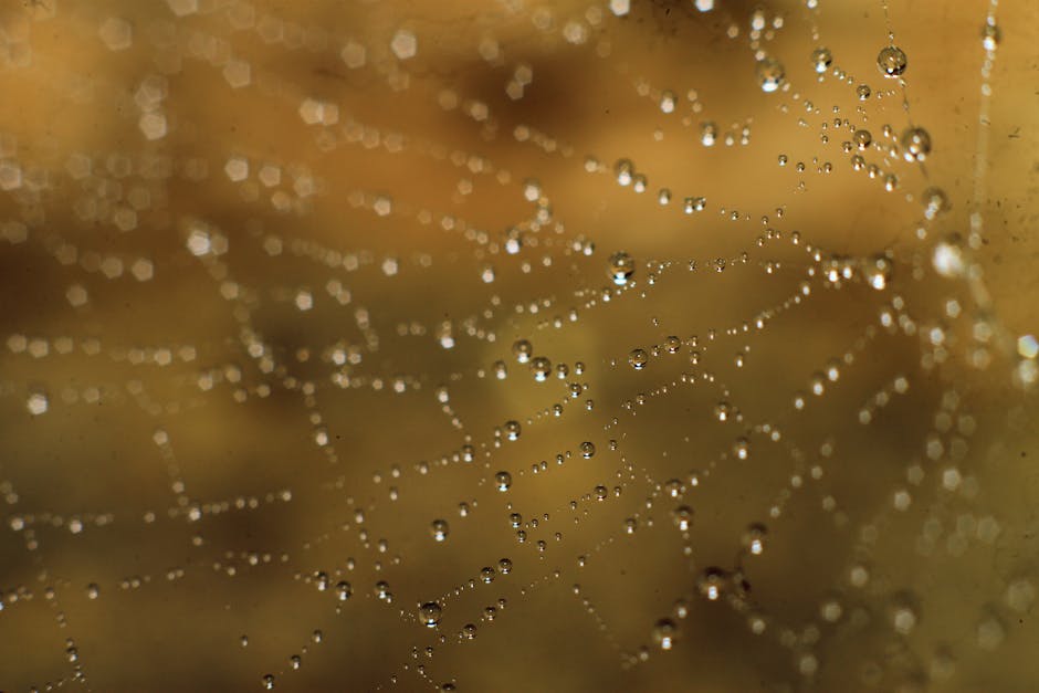 Beyond the Creep: How to Actually Coexist with Fear and Spiders