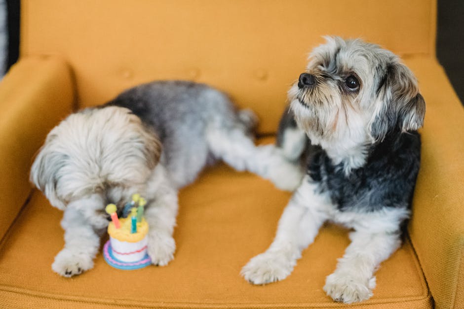 Celebs & Canine Chaos: The Truth Behind the Viral Dog Rescue Scams