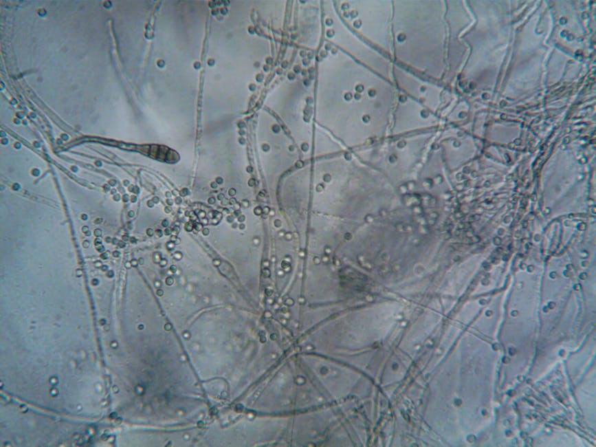 From Pints to Pills: How Beer Yeast is Revolutionizing Smart Drug Production