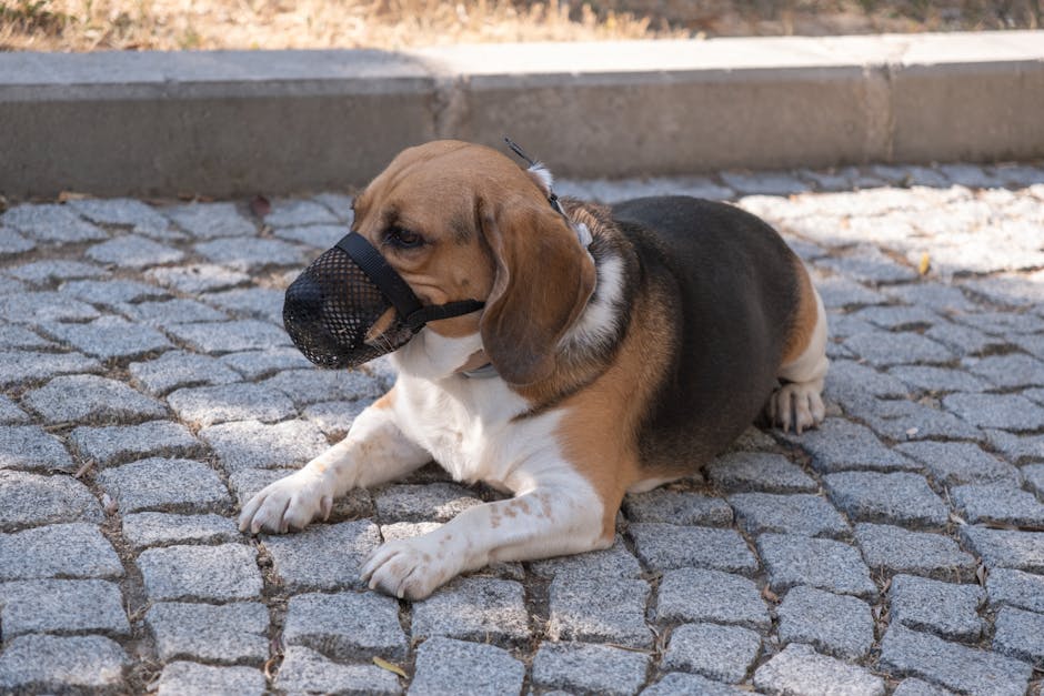 Outrage Erupts: CBP Officer Kicks Loyal Beagle During Airport Search  What Happened Next Will Shock You!
