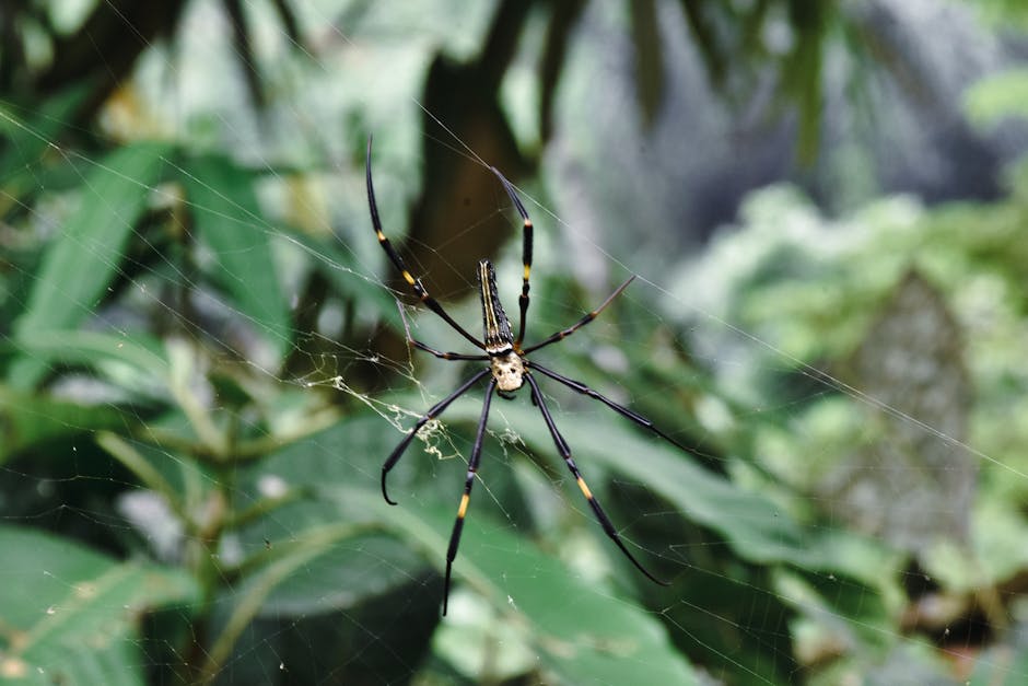 Spiders Aren't So Scary: Mastering Fear and Finding Harmony with Our Eight-Legged Neighbors