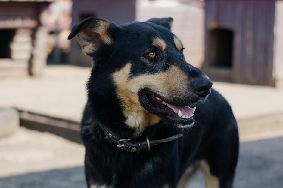 Turn Your Backyard into a Doggy Daycare Goldmine: Top Apps for Earning Extra Cash!