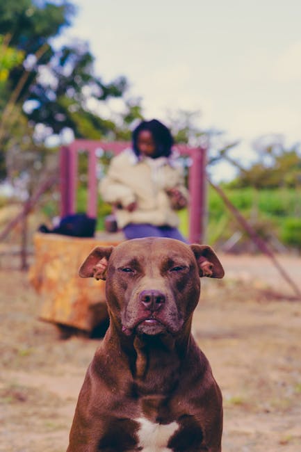 Turn Your Backyard into a Doggy Paradise: Earn Extra Cash with These 5 Apps!