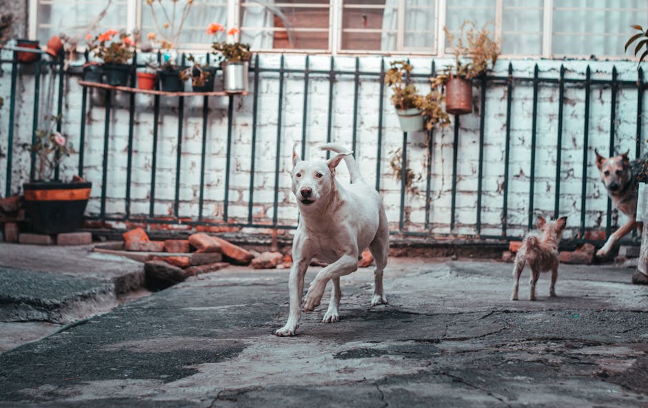 Turn Your Backyard into a Doggy Paradise: Earn Extra Cash with These Genius Apps!